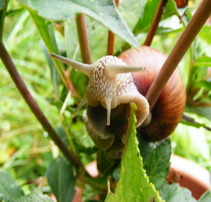 Fotos Eleonore-Schnecke